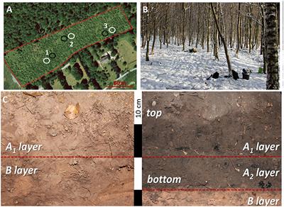 Long-Term Effect of Charcoal Accumulation in Hearth Soils on Tree Growth and Nutrient Cycling